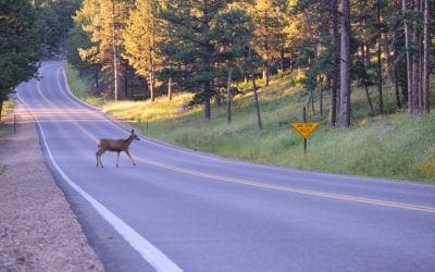 Hit a Deer? Get Your Windshield Replaced Today