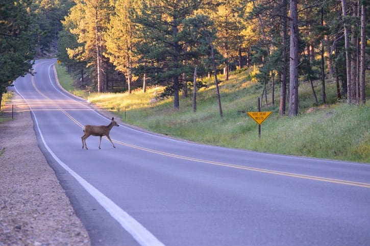 Deer Crossing Country Road